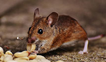 24 Hour & Emergency Exterminators in Portland, MO